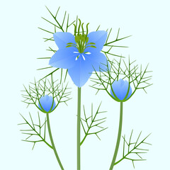 Wall Mural - Nigella damask flowers with buds on a green background..eps
