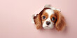 A King Charles spaniel dog peeks out of a hole in the pink wall. background. pet. a decorative breed of dog.