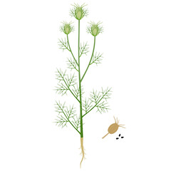 Wall Mural - Nigella damask plant with fruits on a white background..eps