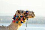 Fototapeta  - The muzzle of the African camel