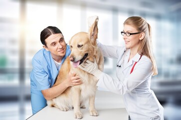 Sticker - Veterinarians doctor examination of a pet dog