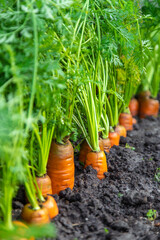 Sticker - Carrot harvest in the garden. Selective focus.