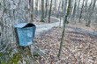 Sap bucket hanging on maple tree. The sap is 