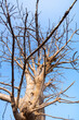 ramure d'un arbre dans la capitale du Sénégal en Afrique
