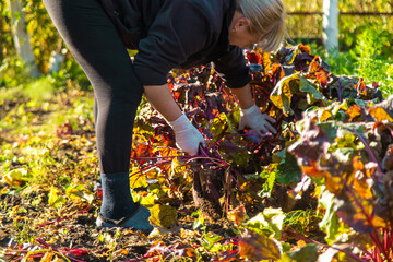 Wall Mural - Beet harvest in the garden. Selective focus.