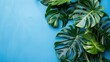 Monstera summer tropical leaves isolated on blue background. AI generated image