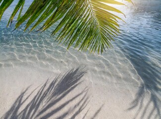 Wall Mural - Tropical leaf shadow on water surface. Shadow of palm leaves on white sand beach. Beautiful wallpaper.