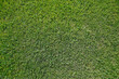 Green field from above