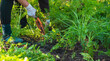 © yanadjan - Carrot harvest in the garden. Selective focus.