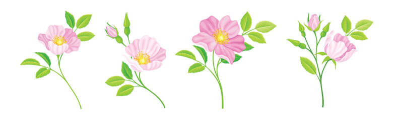 Wall Mural - Tender Pink Flowers of Rosa Canina or Dog Rose Plant Vector Set