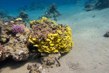 Wall Mural - Colorful, picturesque coral reef at the bottom of tropical sea, yellow salad coral (Turbinaria mesenterina), underwater landscape