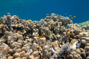 Wall Mural - Colorful, picturesque coral reef at the bottom of tropical sea, great acropora corals, underwater landscape