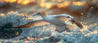 Gannet bird in flight over ocean waves at sunset, with water droplets and golden light.