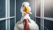 White duck in a tie, illustration.