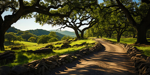 Wall Mural - An amazing oak, with curved branches, as if dancing under the melody of the w