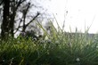 Landschaft Panorama mit Gänseblümchen auf Graswiese und Regentropfen vor Himmel und Baum bei sonne und Frost am frühen Morgen im Frühling