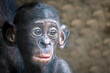 young bonobo monkey with a suprised look on its face