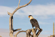 A Crested Caracara perches on some sawed off dead branches under the Arizona desert sun looking down while clouds float in the blue sky behind it.