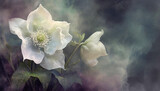Fototapeta Kwiaty - Biały kwiat ciemiernik, zielone tło, tapeta w kwiaty