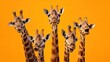 Hilarious fullbody shot of giraffes with necks knotted in fun, on a stark orange backdrop, perfectly framed