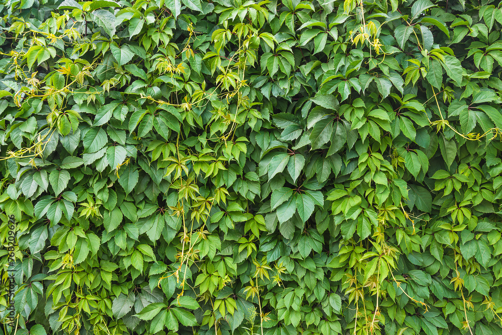 Parthenocissus quinquefolia, Virginia creeper, Victoria creeper, five-leaved  ivy, five-finger background; Natural background Stock Photo | Adobe Stock