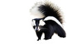 striped mephitis skunk alert alertness animal black creature explore fluffy fur isolated on white mammal moving odour omnivorous pass passing pet smelling sniff sniffing standing up tail vertebrate