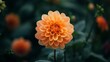 A beautiful orange dahlia flower in full bloom against a dark green background. The petals are delicate and the colors are vibrant.