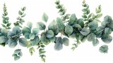Fototapeta  - This watercolor design depicts a green floral banner with silver dollar eucalyptus isolated on a white background. It can be used on greeting cards, wedding invitations, posters, save the dates, or