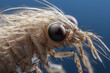 Louse close up, insect of the Phthiraptera family