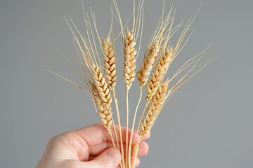 Wheat ears in male hand on grey background