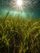 Sun shines on a grass field under the water.