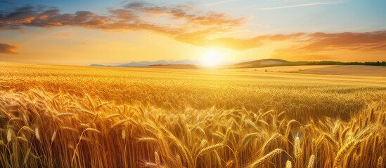 Wall Mural - A field of golden wheat bathed in the warm light of the setting sun, creating a serene and picturesque scene in the countryside. The sun dips below the horizon, casting long shadows across the swaying