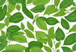 series of freshness tree leaf branch template background aromatic floral leaf on white background