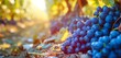 Grapes in the vineyard. Generative AI.