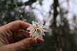 Serviceberry - Amelanchier arborea