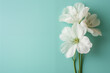White flowers on mint background