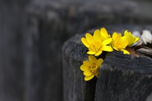 Bright Yellow Flowers Emerging From Weathered Crevices Of Old Wooden Log. Concepts: Nature's Resilience, Old Vs New, Spring Renewal, Eco-friendly, Natural Beauty, Life And Death, Spring Backgrounds.