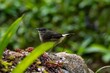 Buff-rumped warbler, Myiothlypis fulvicauda, in Costa Rica