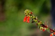 Flowers of a Kohleria spicata plant