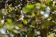 Keel-billed toucan, Ramphastos sulfuratus, in a tree