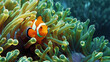 clownfish on reef in a anemone