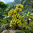 Bunch of bananas on tree in field with rocks and trees in the background.