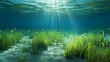 Sunlight shining through underwater landscape and seabed covered with green seaweed