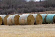 Round Hay Or Straw Bales In A Farm Field In Winter