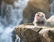 岩の露天風呂に日本猿が入っている様子