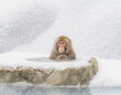 雪が降り積もる岩の露天風呂、温泉に入る日本猿