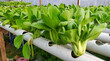 © ADP - pakchoy in hydroponic pipe. Hydroponic vegetable farm.