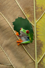 Wall Mural - The Red-eyed Tree Frog (Agalychnis callidryas) on leaf.
