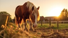 Clydesdale Horse Eating Grass Against Golden Light Sunset