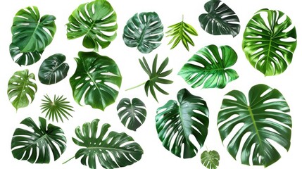 Wall Mural - Green Monstera and Tropical Plant Leaves for Design Elements - Isolated on White Background - Flat Lay